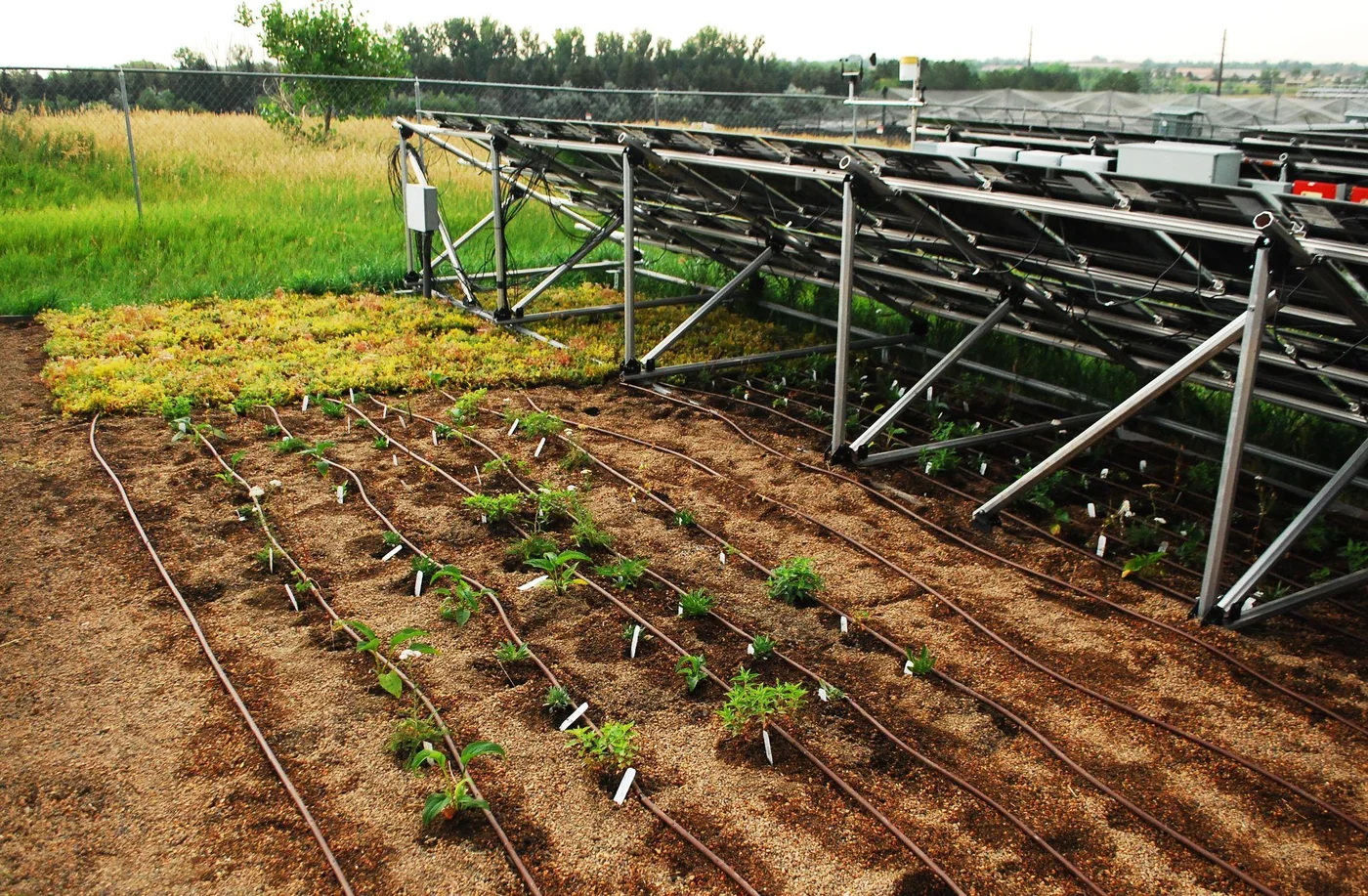 Agrivoltaics research installation: crops growing beneath elevated solar panels with drip irrigation